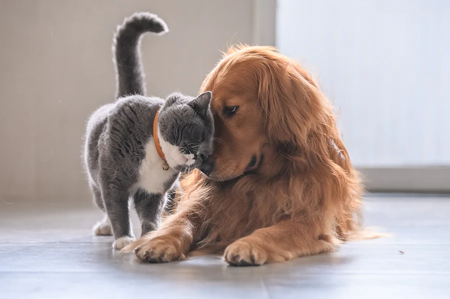 Why Smart Pet Monitoring Devices Matter