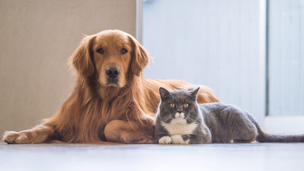 Smart Pet Monitoring Devices Keeping Your Furry Friends Safe, Healthy, and Happy